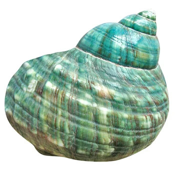10 CM Zelená Turbo Prírodné Zriedkavé Reálne Sea Shell Conch Ohromujúci Uzdravenie Dekor Tichom 1Pcs