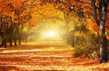Jeseň Romantické Uličky Park Farebné Stromy Slnečnému žiareniu Prírodné pozadie Vinyl handričkou Počítač tlač svadobné pozadí